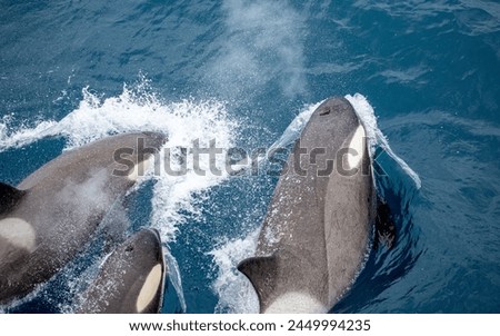 A pod of small type B orca swimming in waves near South Georgia Island