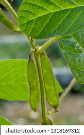 Pod Of Soja In A Garden