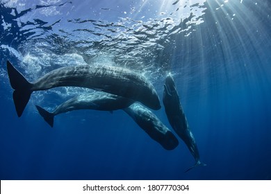 Pod Of Sperm Whales Underwater In Blue Ocean Background