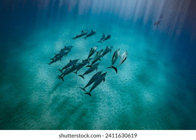 A pod of Spinner dolphin swim along the sandy bottom of the ocean as sun rays penetrate the water and illuminate them. An unidentifiable diver can be seen behind the curtain of sun rays.  - Powered by Shutterstock