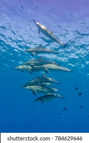 Pod Of Spinner Dolphins