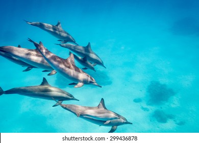 A pod of spinner dolphins ( (Stenella longirostris) at play, southern Red Sea, Egypt
