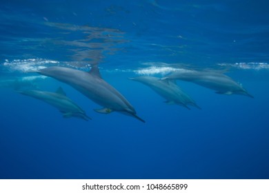 Pod Spinner Dolphins Underwater Hawaii Stock Photo 1048665899 ...