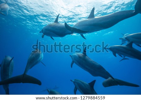 Pod of spinner dophins on blue water background underwater shot