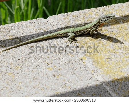 Podarcis hispanicus, also known as Iberian wall lizard, is a small wall lizard species of the genus Podarcis. 