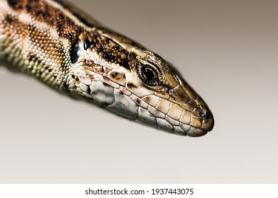 Podarcis hispanicus, macro photograph of the head of a lizard. - Shutterstock ID 1937443075