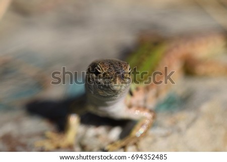 Similar – closeup of juvenile green lizard