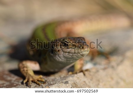 Similar – closeup of juvenile green lizard