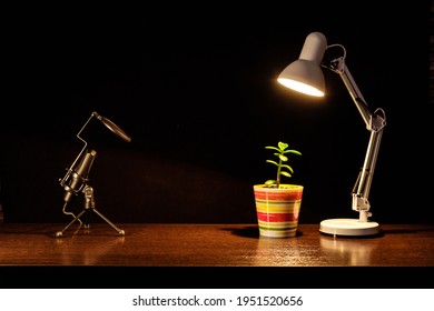 Podcast And Blogging Dramatic Set Up. Micro, Colorful Pot With Money Tree And White Table Lump On The Isolated Background. Objects For Brodcasting And Studying On The Dark Wood Table.