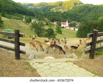 PODCETRTEK, CELJE/SLOVENIA - MAY 1 2017 Beautiful light and dark brown deers are pasturing on a hill and there is a nice village in the background.