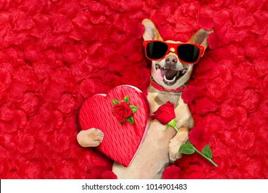 Podenco Dog Resting In  A Bed Of Rose Petals For Valentines Day Happy With Funny Red Sunglasses And A Gift Present Box