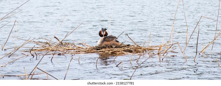 Podicipedidae, Cristatus In The Nest, Waterfowl Sitting In The Nest