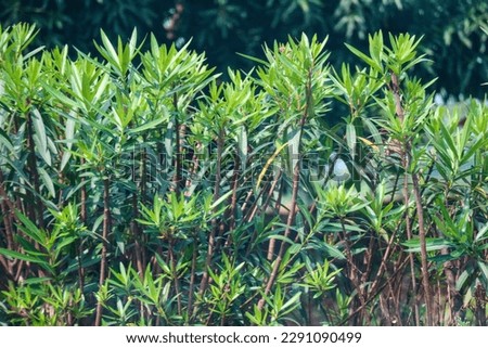 Podocarpus macrophyllus is a conifer in the genus Podocarpus, family Podocarpaceae. Common names in English include yew plum pine, Buddha pine, fern pine and Japanese yew