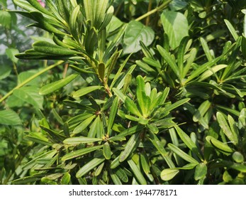 TÌNH YÊU CÂY CỎ ĐV.3 - Page 29 Podocarpus-polystachyus-fresh-green-leaves-260nw-1944778171