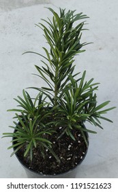 Podocarpus Tree Pot Stock Photo 1191521623 | Shutterstock