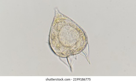 Podolampas, A Marine Phytoplankton From Dinoflagelata Group. 400x Magnification With Selective Focus