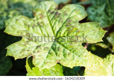 Podophyllum green leaves autumn background