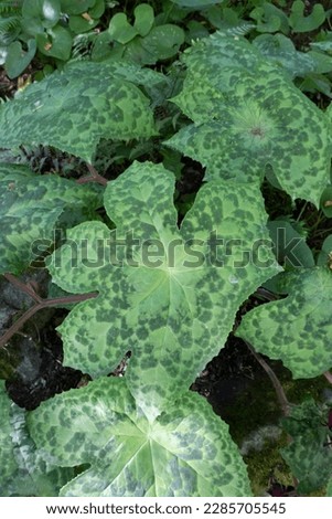 Podophyllum, Spotty Dotty (Mayapple). Large, vigorous, lobed umbrella-like leaves are chartreuse with chocolate-brown spotting and large red blooms clustered under the leaves.