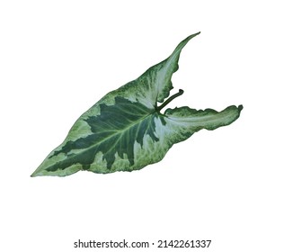 Podophyllum Variegata Or Syngonium Tree. Close Up Exotic Green Leaf Arrow Head Shape Isolated On White Background. Top View Beautiful Green Leaf.