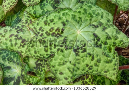 Podophylum 'spotty dotty', leaf detail