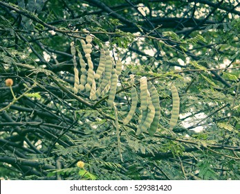 Pods Of Acacia Nilotica