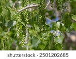 Pods of a cottonwood tree opening up and releasing their seeds