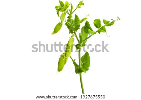 pods of green peas isolated on white background 