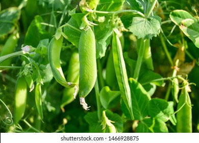 87,538 Legumes pods Images, Stock Photos & Vectors | Shutterstock