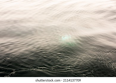 Pods Of Oceanic Dolphins Or Delphinidae Playing In The Water In The Atlantic Ocean, Off The Coast Of Algarve, Portugal.