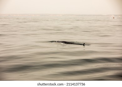 Pods Of Oceanic Dolphins Or Delphinidae Playing In The Water In The Atlantic Ocean, Off The Coast Of Algarve, Portugal.