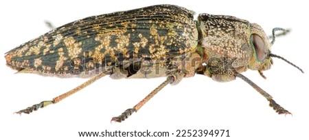 Poecilonota variolosa is a genus of beetles in the family Buprestidae. Lateral view of metallic wood-boring beetle isolated on white background.