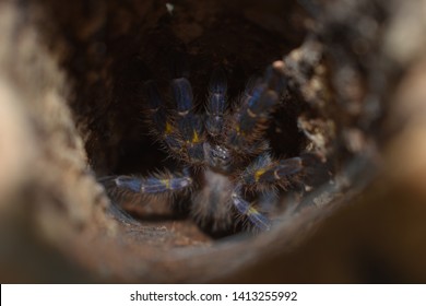 Poecilotheria Metallica Blue Ornamental Tarantula