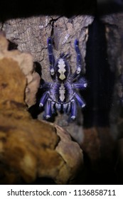 Poecilotheria Metallica Wild Tarantula 