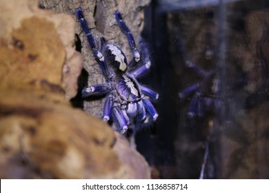 Poecilotheria Metallica Wild Tarantula 