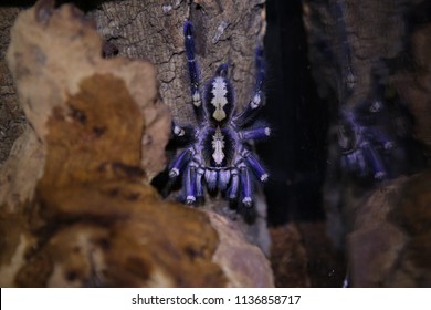 Poecilotheria Metallica Wild Tarantula 