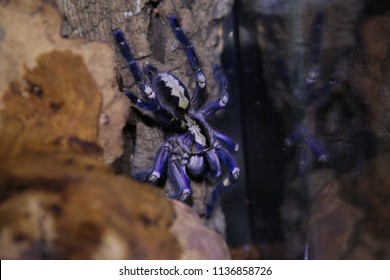 Poecilotheria Metallica Wild Tarantula 