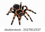 Poecilotheria Regalis Tarantula isolated on white background. Indian Ornamental Tarantula closeup on white background.