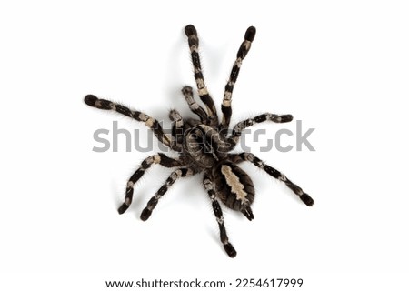 Poecilotheria regalis tarantula isolated on white background, regalis tarantula closeup on white background