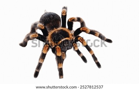 Poecilotheria Regalis Tarantula isolated on white background. Indian Ornamental Tarantula closeup on white background.