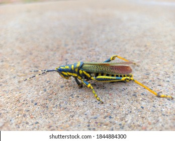 Titighodo High Res Stock Images Shutterstock It is also known as aak grasshopper or locally in few tribal areas called titighodo. https www shutterstock com image photo poekilocerus large brightly coloured grasshopper 1844884300