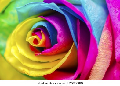 Poetic Colorful Rose - Powered by Shutterstock