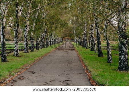Poetic landscape. Asphalt path between birches in the park on a clear day. Green grass grows on both sides

