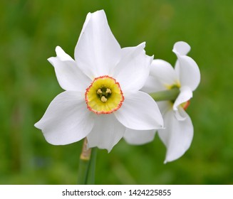 Poeticus Daffodil (Narcissus Recurvus) flower closeup