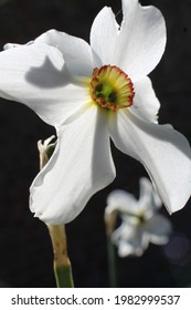 Poets Narcissus Flower On Dark Background