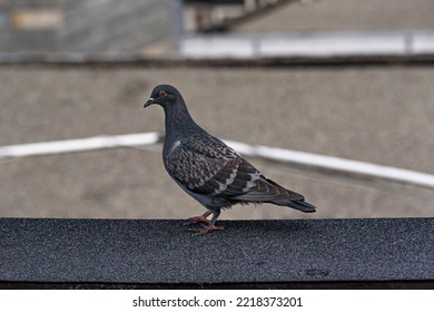 A Pofile Of A Pigeon, Bird On Top Of A Building Showing Various Rooftops In The Background.