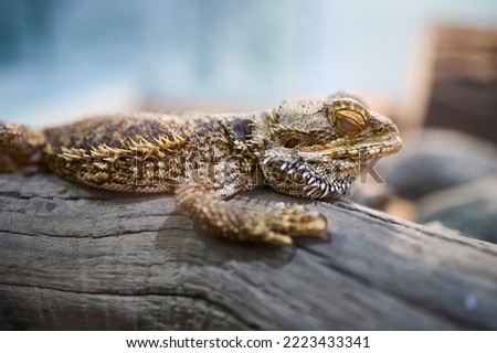Pogona genus of reptiles known as bearded dragons or Pogona Vitticeps. Bearded dragon refers to underside of throat or beard of lizard which can turn black and gain weight of stress or threatened.