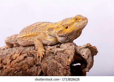 Pogona Vitticeps On Cork Bark