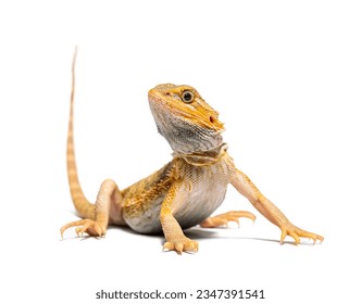 pogona, Pogona vitticeps, standing in front, isolated on white