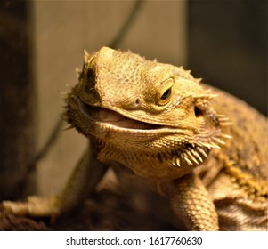 60 Genus pogona Images, Stock Photos & Vectors | Shutterstock