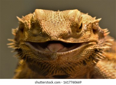 60 Genus pogona Images, Stock Photos & Vectors | Shutterstock